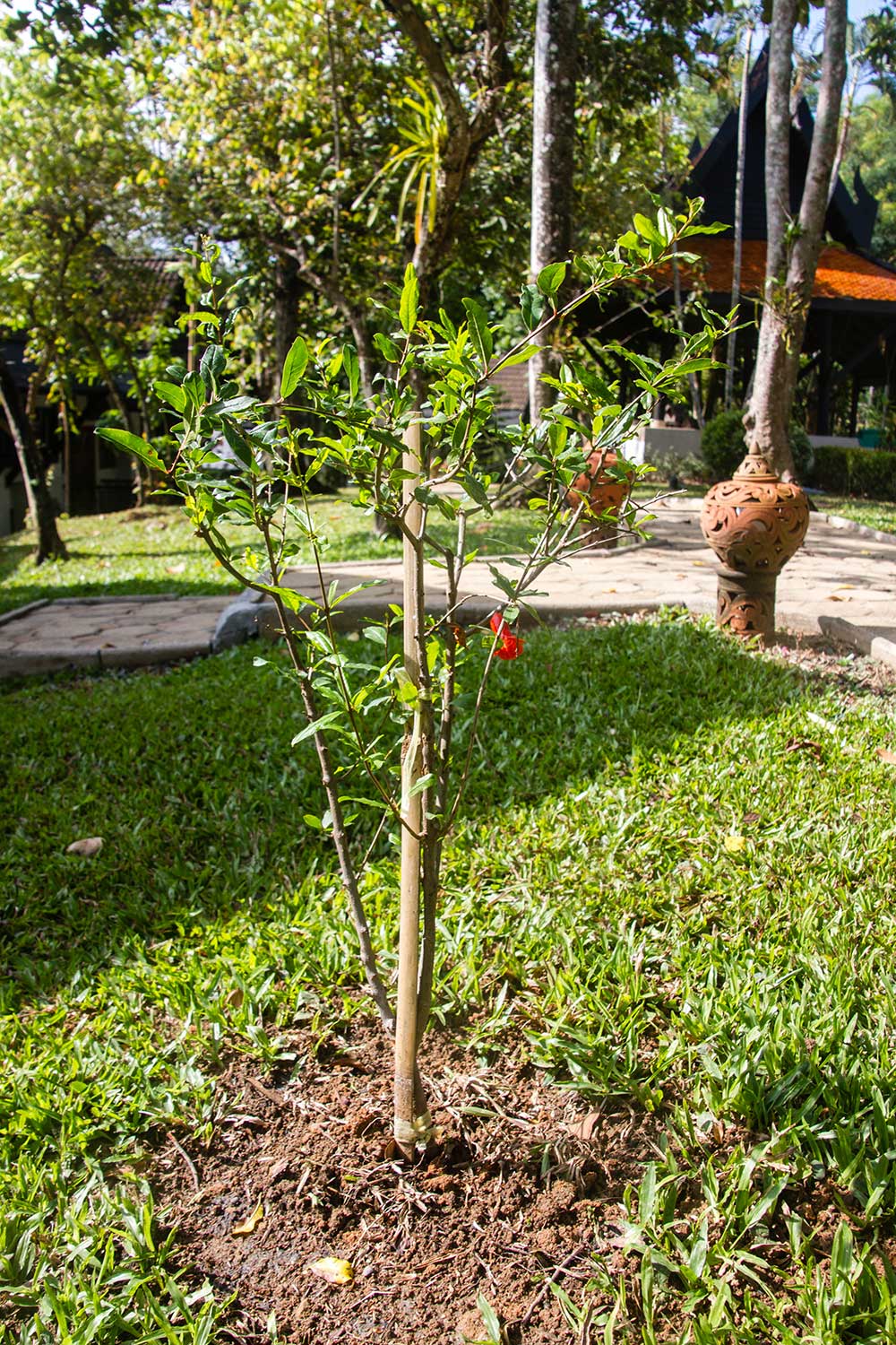 punica granatum pomegranate thapthim
