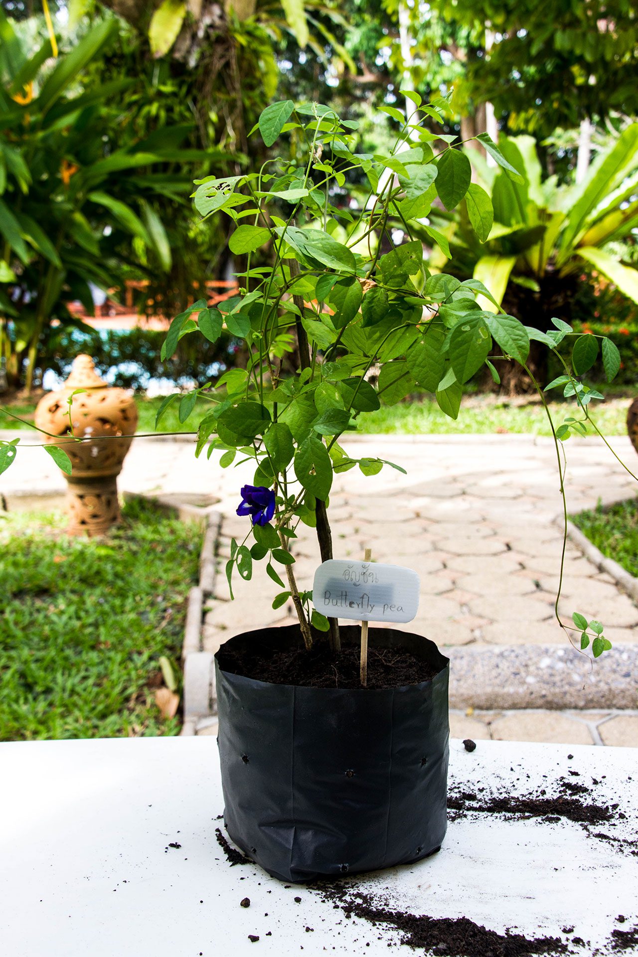 Clitoria ternatea, Butterfly pea tea