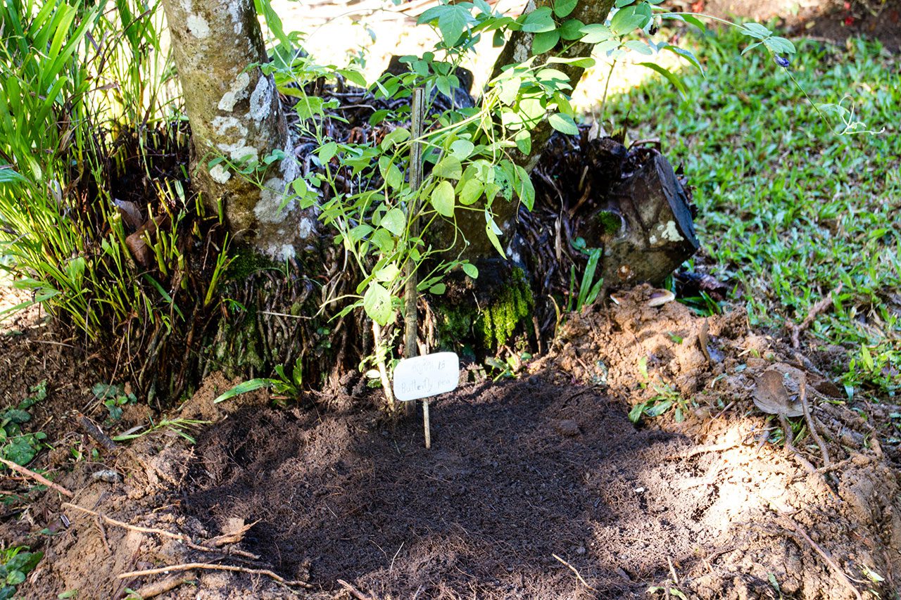 Clitoria ternatea, Butterfly pea