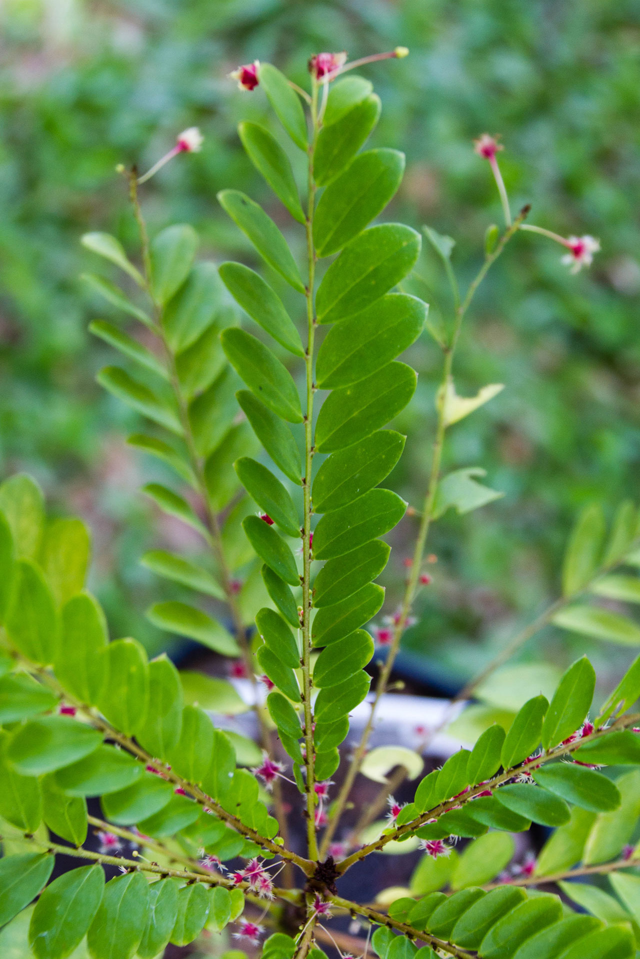 Phyllanthus pulcher | Siampictures
