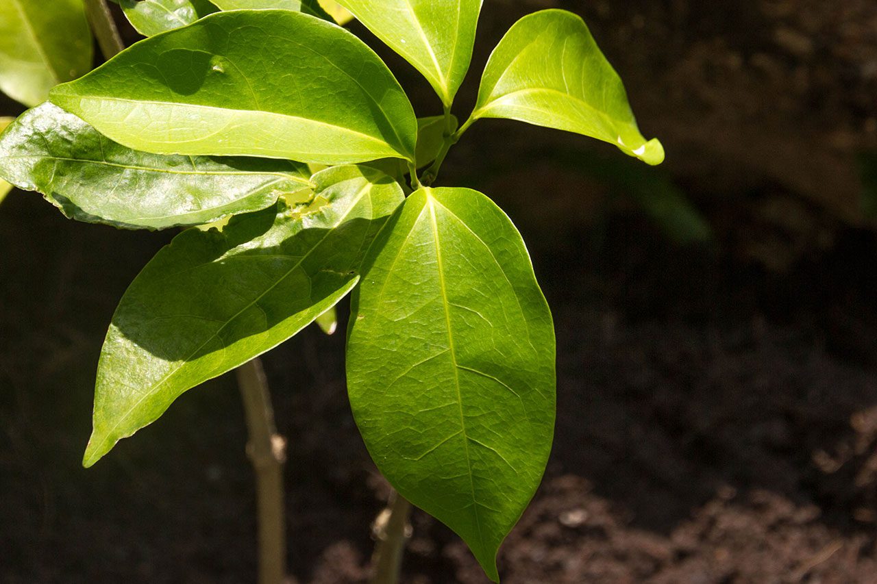Mansoa alliacea, Garlic vine, กระเทียมเถา