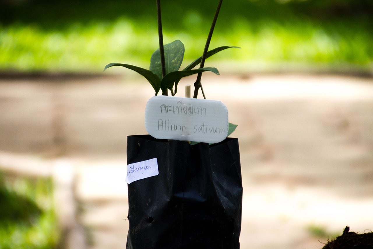 Mansoa alliacea, Garlic vine, กระเทียมเถา