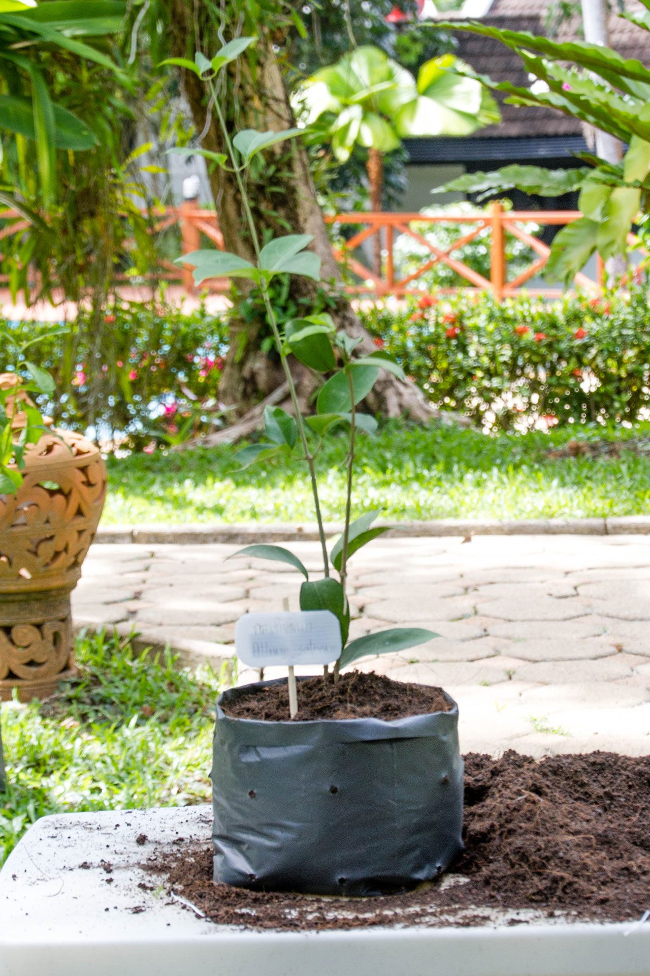 Mansoa alliacea, Garlic vine, กระเทียมเถา