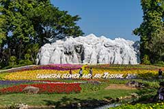 Garden Of Reeds Chiang Rai Flower Festival
