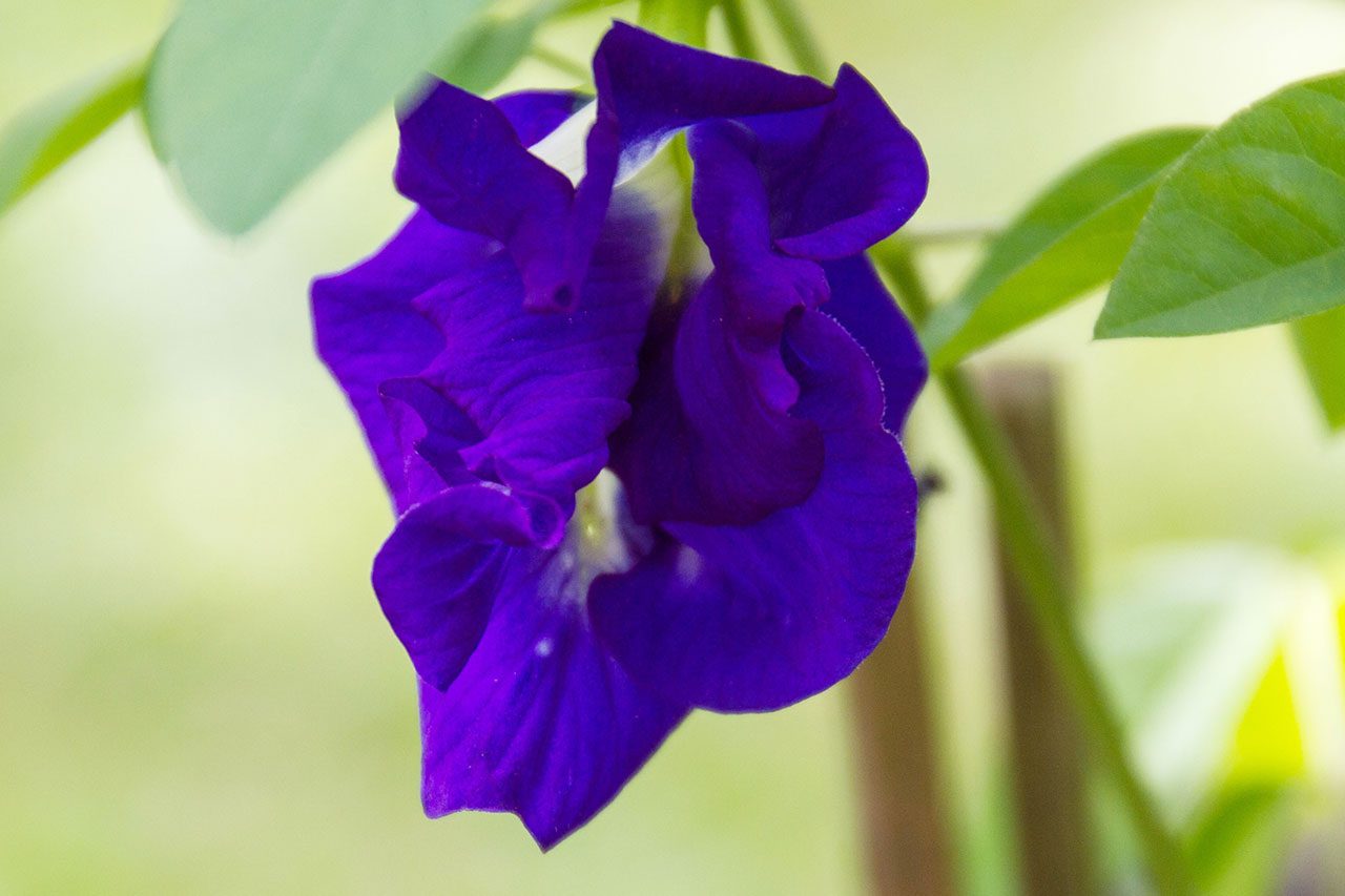 Clitoria ternatea, Butterfly pea tea