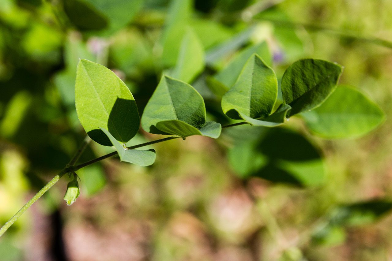 Clitoria ternatea, Butterfly pea tea