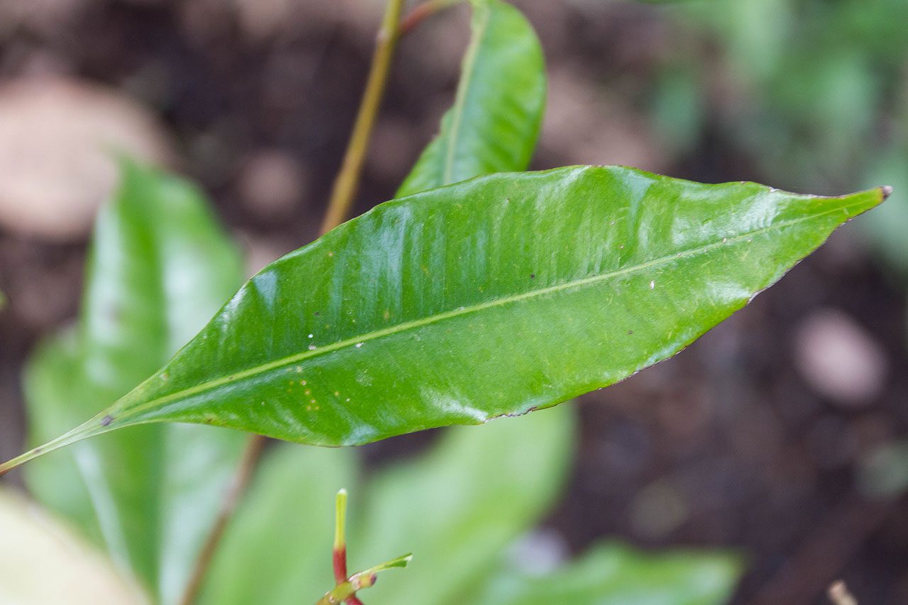 Syzygium aromaticum, Clove, กานพลู
