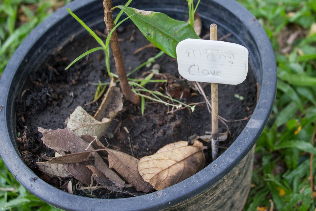 Syzygium aromaticum, Clove, กานพลู